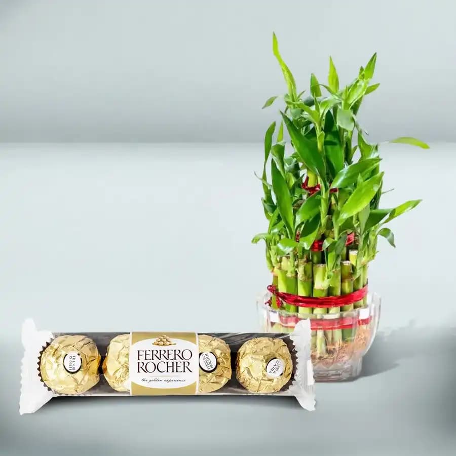 Lucky Bamboo & Gourmet Chocolate Indulgence