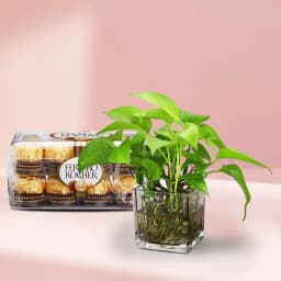 Charming Money Plant with Gourmet Chocolates 1
