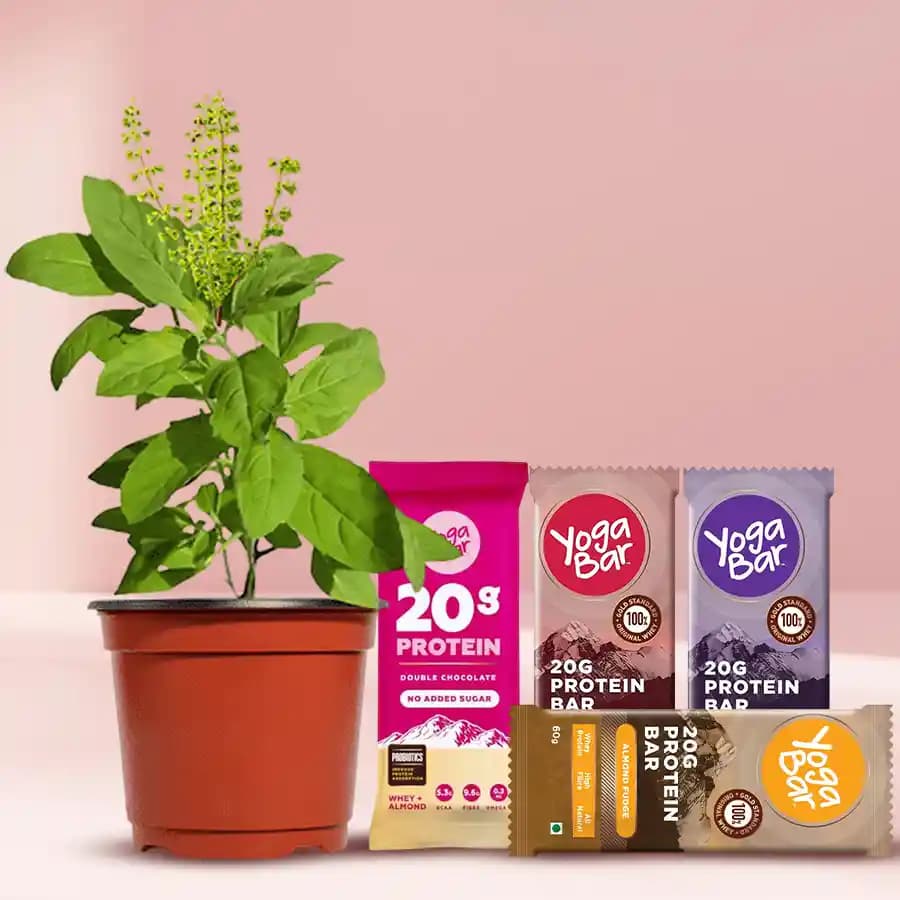 Wellness Wonders: Tulsi Plant & Protein Boost Pack