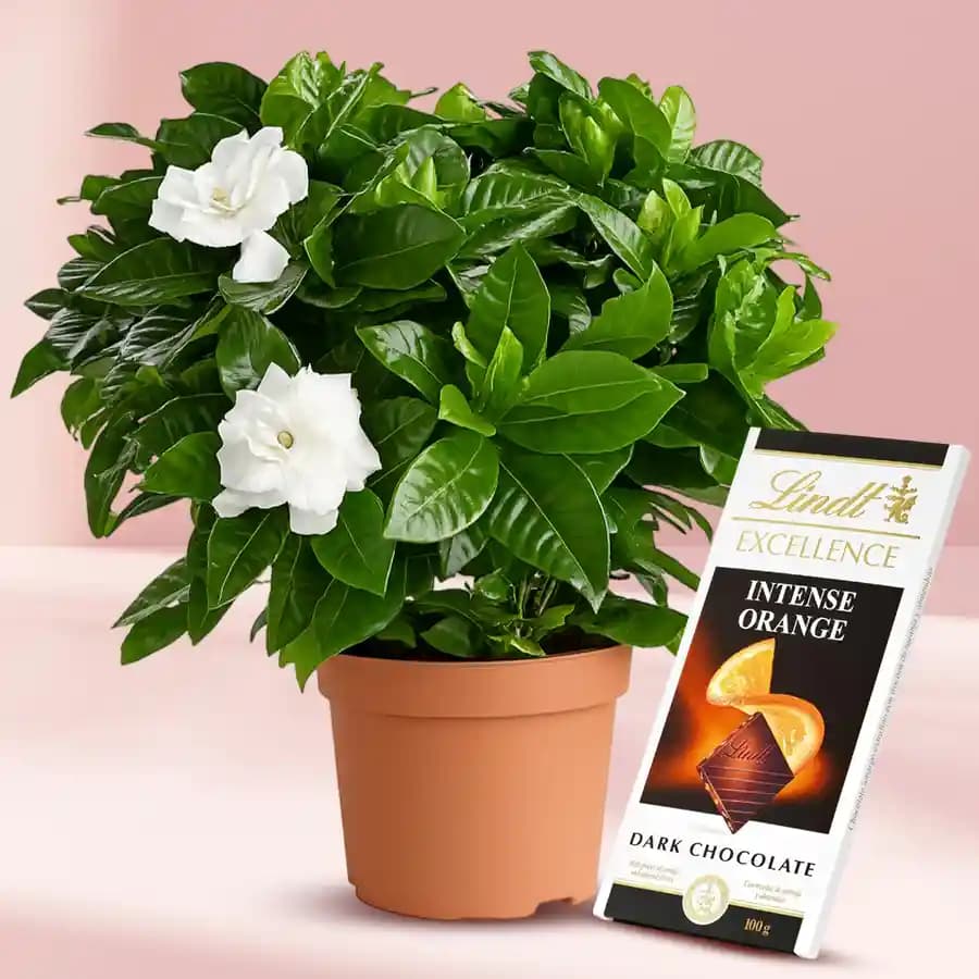 Jasmine Elegance with Gourmet Chocolate