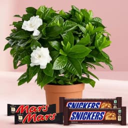 Jasmine Delight with Sweet Chocolates 1