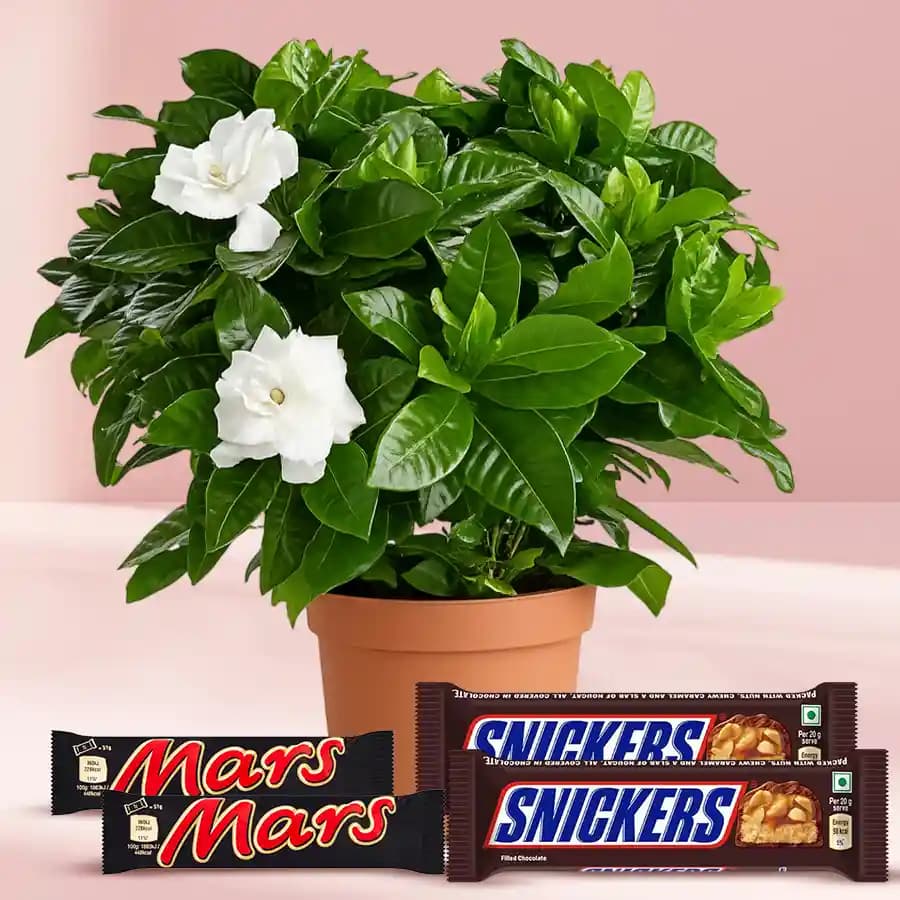 Jasmine Delight with Sweet Chocolates