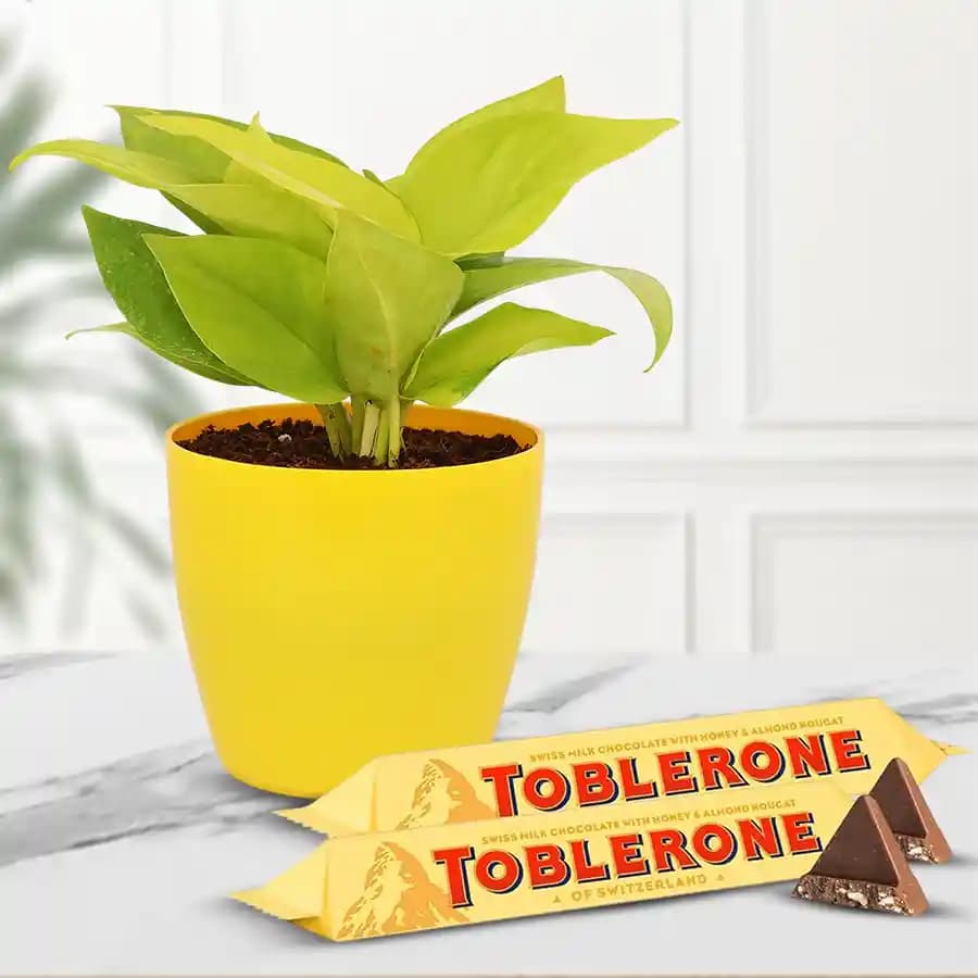 Prosperity Plant with Gourmet Chocolate Duo