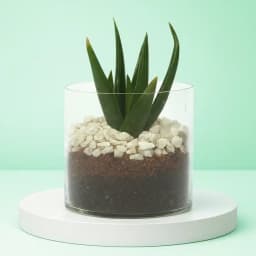 Aloe Vera Delight in Glass Planter 1