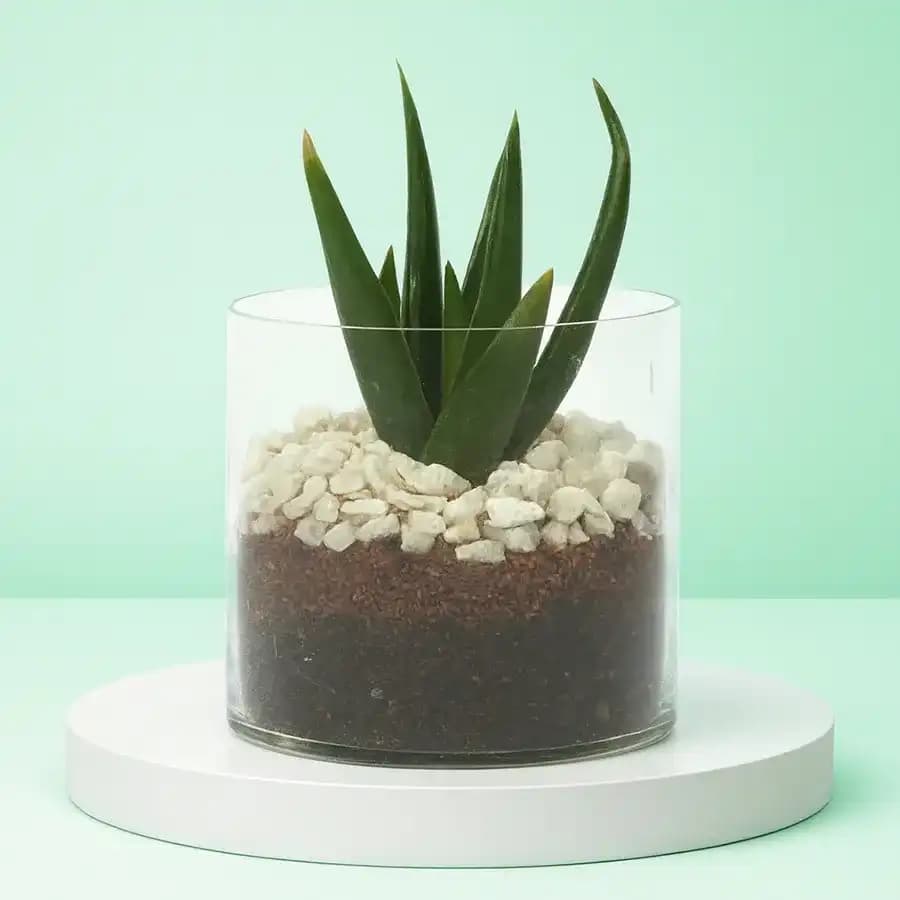 Aloe Vera Delight in Glass Planter