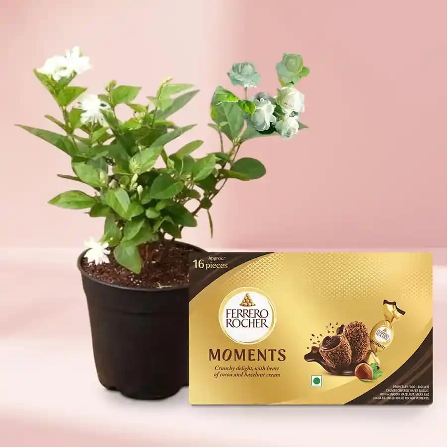 Serene Jasmine Combo with Decadent Chocolates