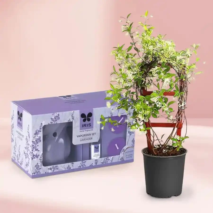 Serene Jasmine & IRIS Aroma Gift Set
