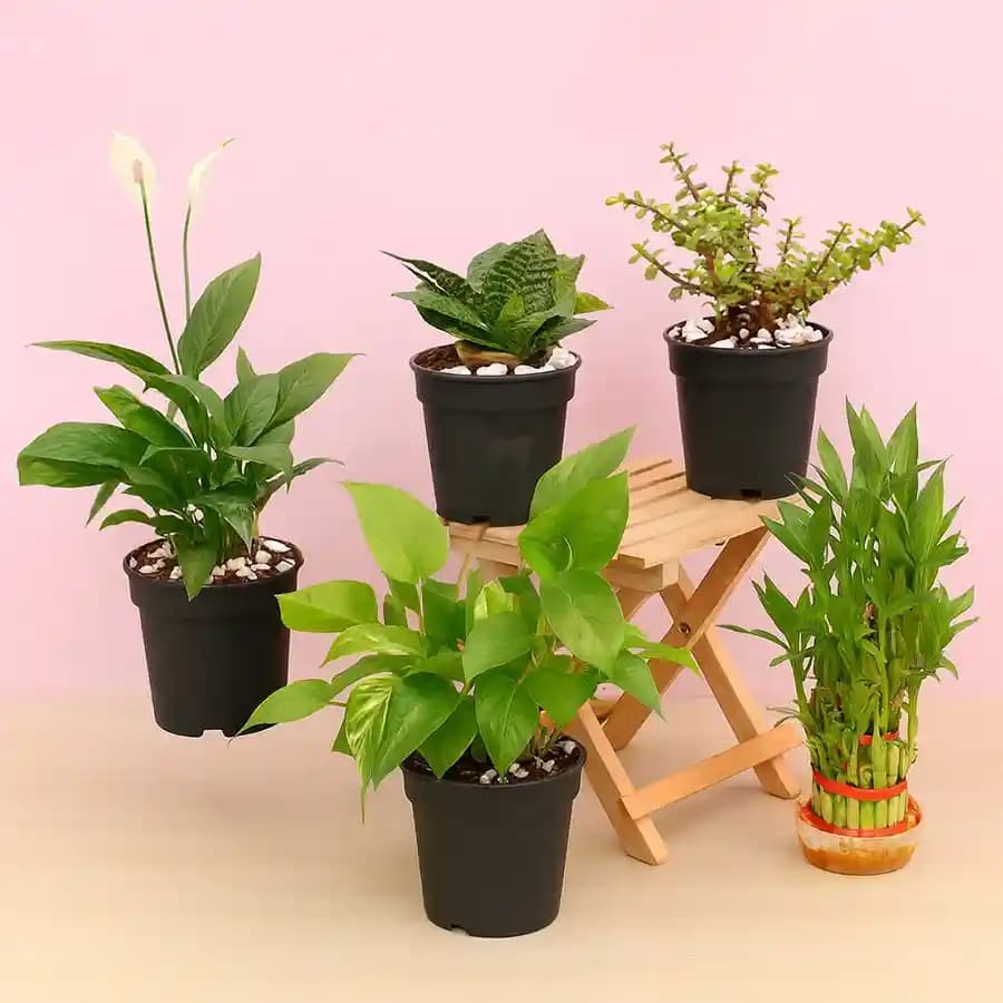 Breathe Easy: A Collection of 5 Air-Enhancing Plants