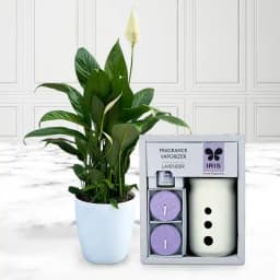 Tranquil Peace Lily & Aromatic IRIS Set 1