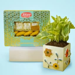 Verdant Vibes & Sweet Confections Set 1