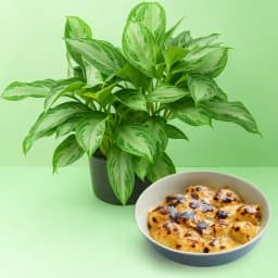 Verdant Bliss & Gourmet Indulgence Gift 1