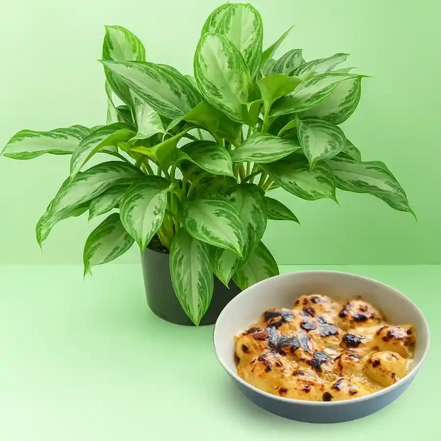 Verdant Bliss & Gourmet Indulgence Gift