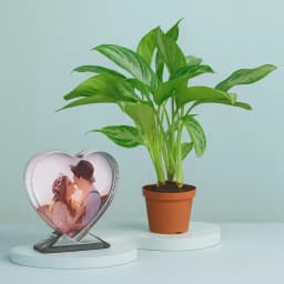 Aglaonema Delight with Personalized Heart Glass 1