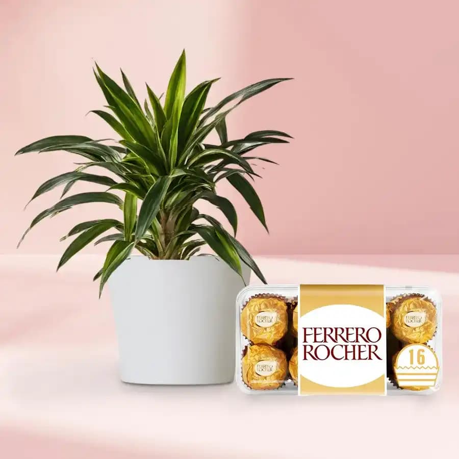 Sweet Harmony: Dracaena and Chocolates Gift Set