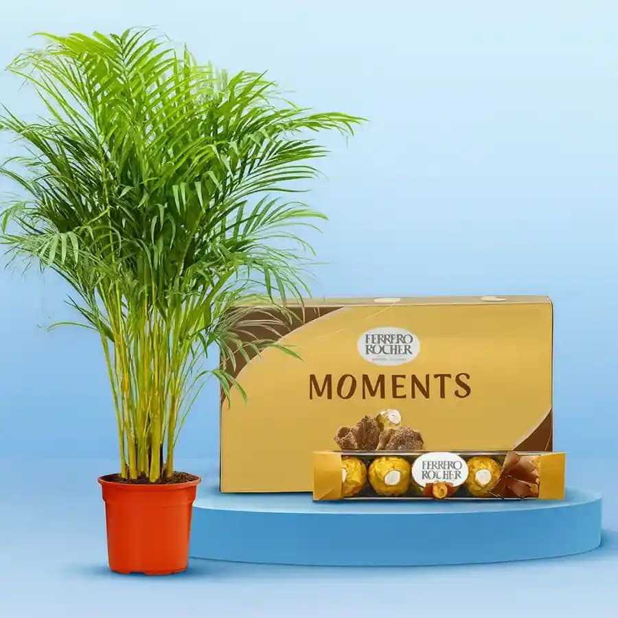 Charming Areca Palm & Gourmet Sweets