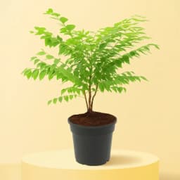 Amla Delight in Elegant Black Container 1