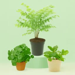 Herbal Harmony: A Gift of Nature's Best 1