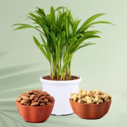 Lush Areca Palm with Gourmet Nuts 1