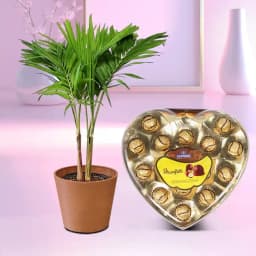 Lively Palm Delight with Gourmet Chocolates 1