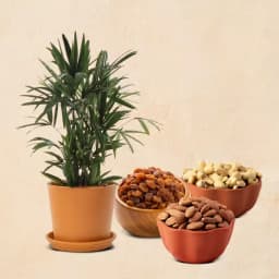 Tropical Essence Plant & Nut Mix 1