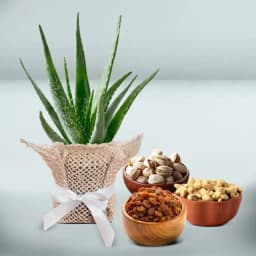 Eco-Friendly Aloe Vera & Nut Delight 1
