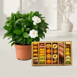 Vibrant Portulaca & Gourmet Treats Collection 1