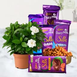 Vibrant Portulaca Delight & Sweet Treats Bundle 1