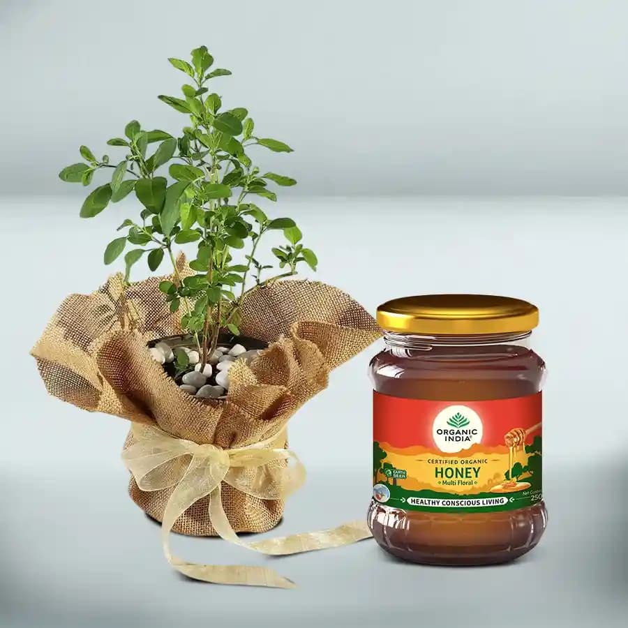 Serenity in a Jute Wrap: Tulsi Plant & Honey Duo