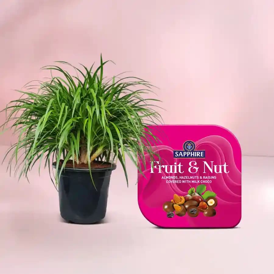 Charming Dracena & Gourmet Nut Treat Set