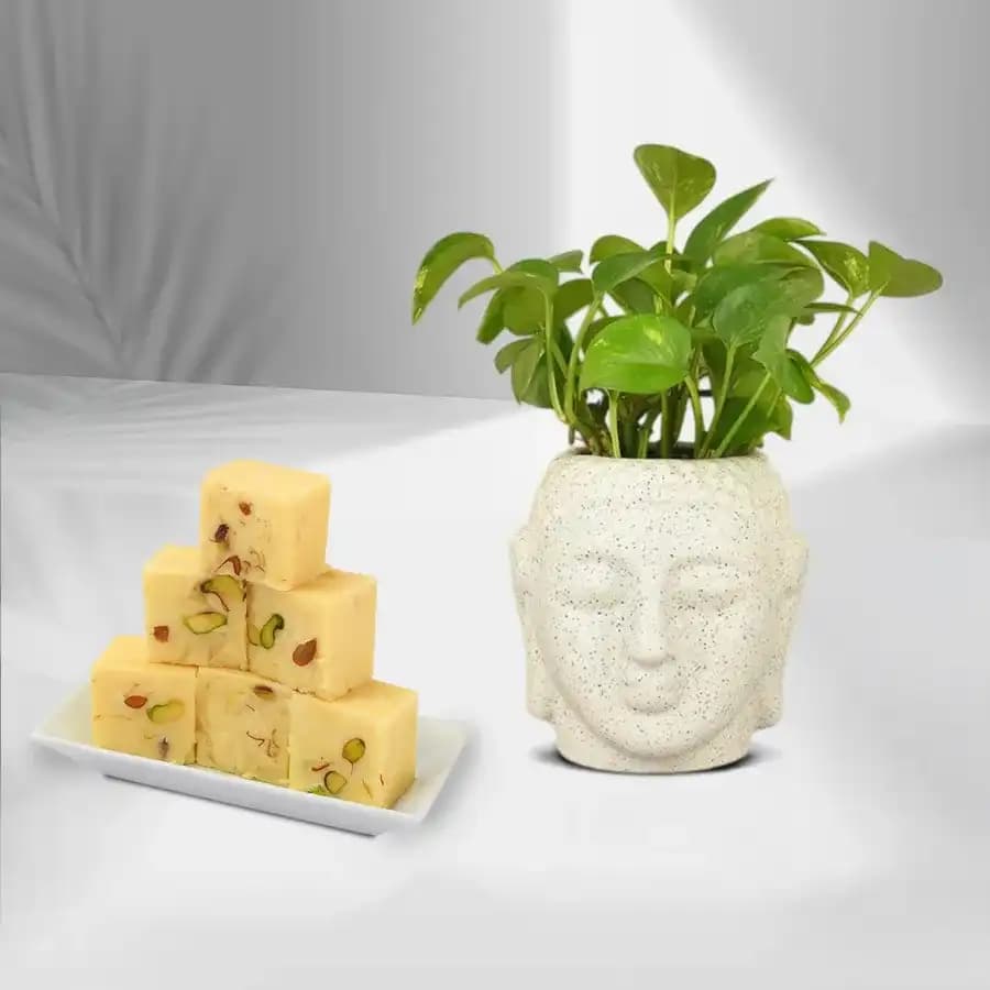 Calming Money Plant with Decadent Soan Papdi
