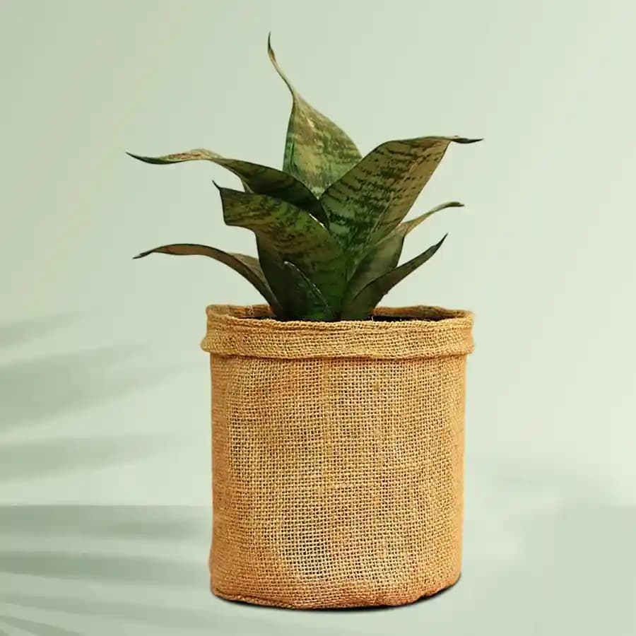 Serene Jute-Encased Snake Plant