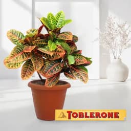 Vibrant Green Joy: Crotons with Gourmet Chocolate 1