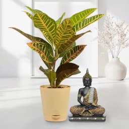 Tranquil Buddha with Vibrant Crotons 1