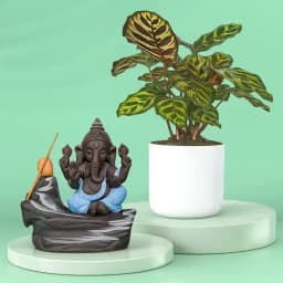 Serene Indoor Oasis: Calatheas & Ganesha Ensemble 1