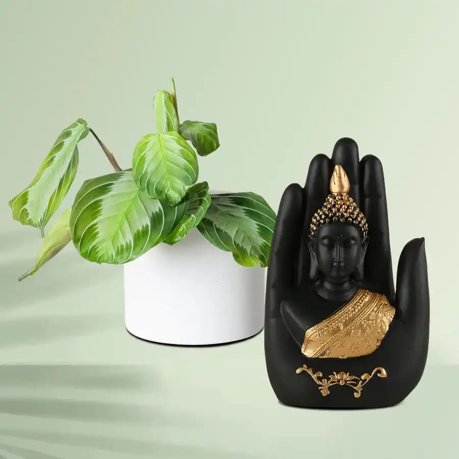Zen Oasis: Maranta Plant with Tranquil Buddha