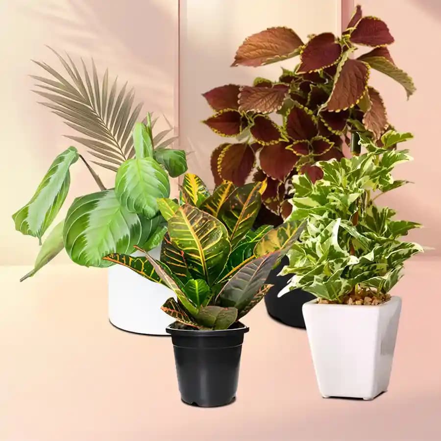 Charming Indoor Jungle: Set of Four Lush Plants