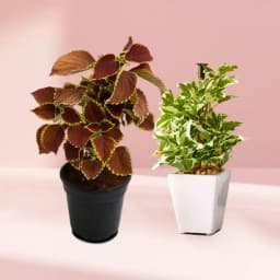 Charming Indoor Duo of Coleus and Wandering Jew 1