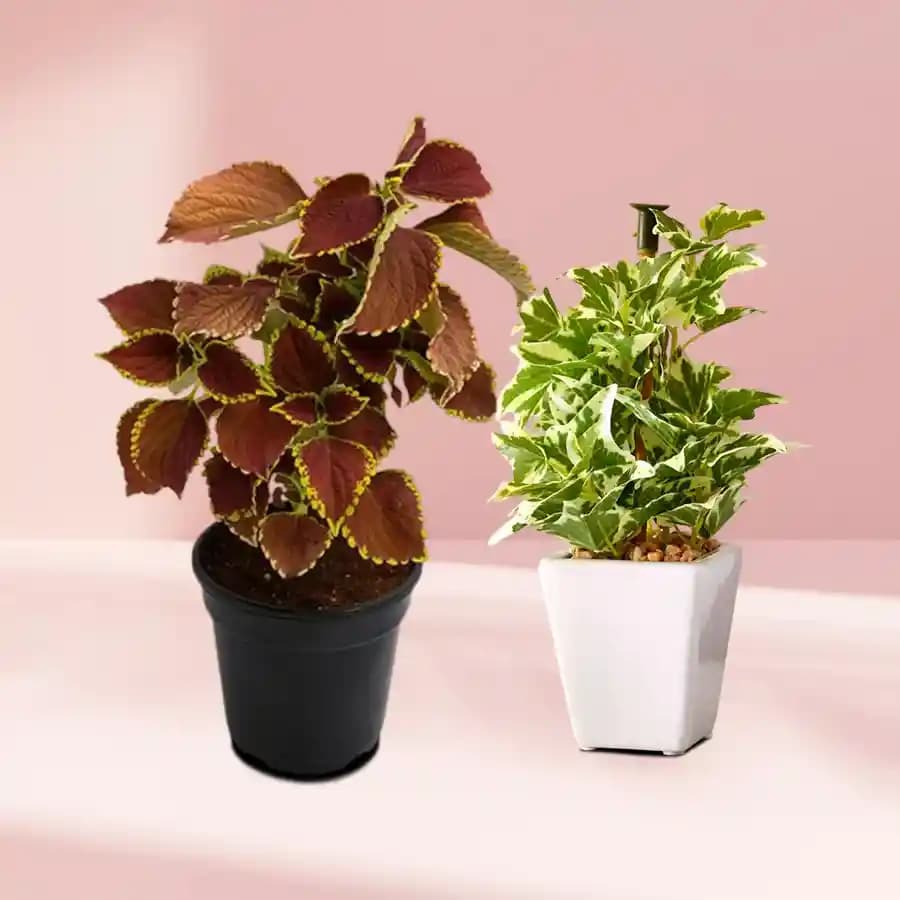 Charming Indoor Duo of Coleus and Wandering Jew