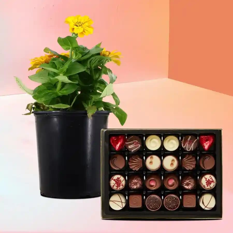 Vibrant Zinnia & Gourmet Chocolate Set