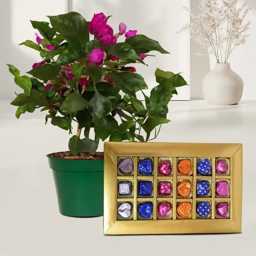 Charming Bougainvillea & Artisan Chocolate Collection