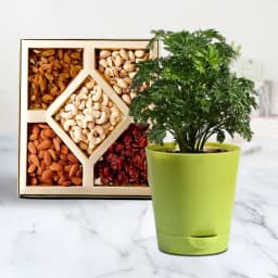 Serene Aralia Accompanied by Crunchy Dried Fruits 1