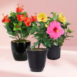 Colorful Hibiscus Collection for Garden Delight 1