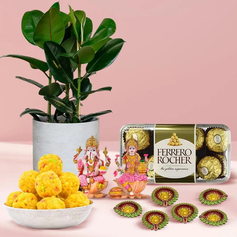 Exclusive Rubber Plant n Assortments Gift Combo