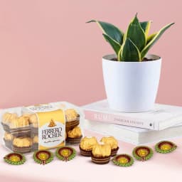 Combo of Milt Sansevieria in Plastic Pot Ferrero Rocher N Diya 1