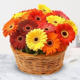 Beautiful Gift Basket of Mixed Gerberas 1