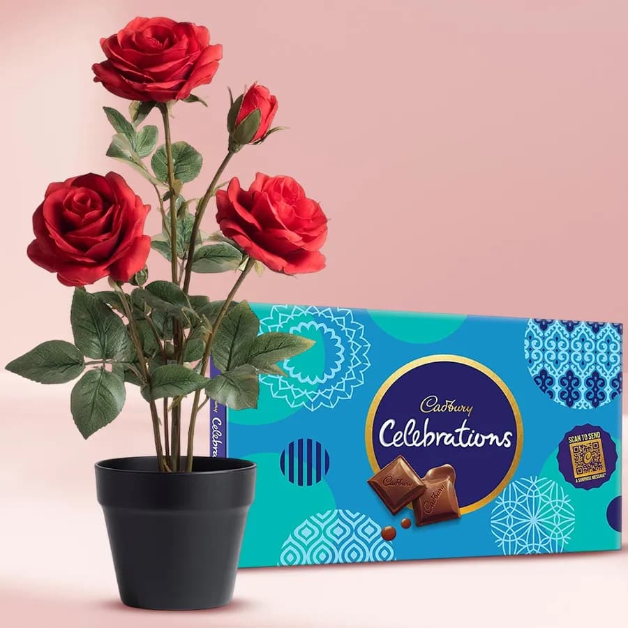 Magnificent Gift of Rose Planter n Cadbury Celebrations