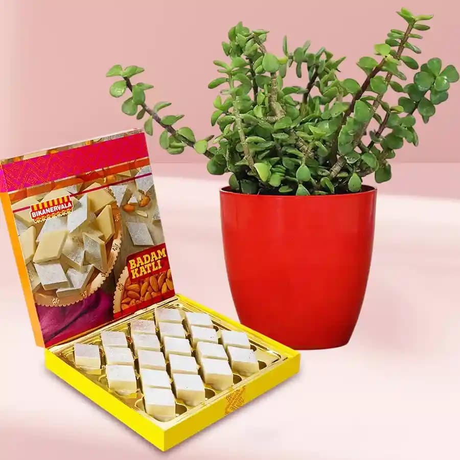 Gourmet Bliss with Jade Elegance