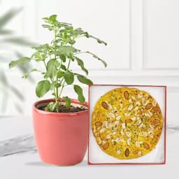 Badam Rotlo Bliss with Tulsi Charm 1