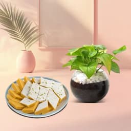 Delightful Kesar Kaju Treat with Greenery 1