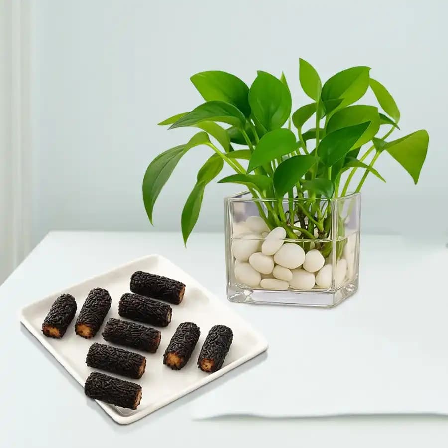 Kaju Choco Roll from Shree Mithai with a Money Plant in Glass Pot